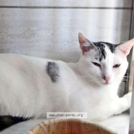 Foto 1/1 Blancou Chat perdido en Saint gaudens