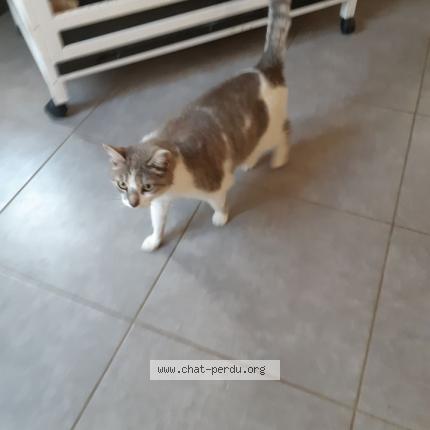 Foto 1/1 LYXIE Chat perdido en St julien de l herms