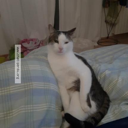 Foto 1/1 Odin Chat perdido en Leyrat