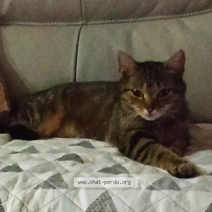 Foto 1/1 PERLE Chat perdido en Beuvrages