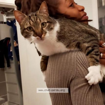 Foto 1/1 Nolan Chat perdido en Villemomble
