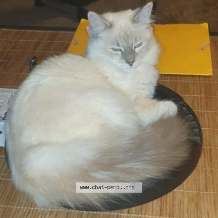 Foto 1/1 Maitika Chat perdido en St lumine de clisson