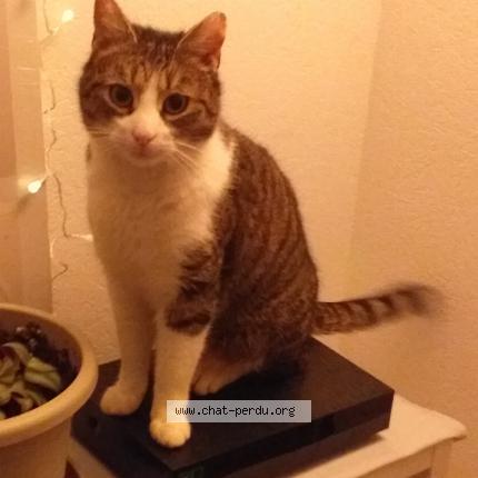 Foto 1/1 Nomnom Chat perdido en Strasbourg