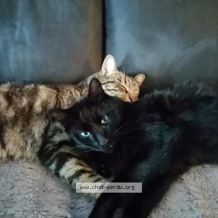 Foto 1/1 Noirot Chat perdido en Fourques sur garonne