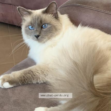 Foto 1/1 oscar Chat perdido en Auxy