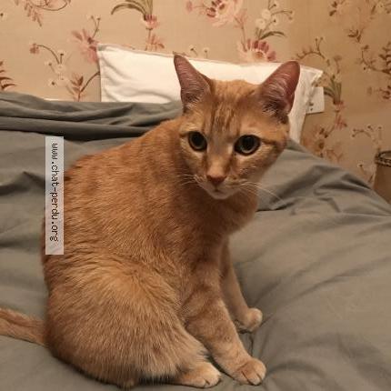 Foto 1/1 Léon Chat perdido en Paris