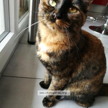 Foto 1/1 Naïly Chat perdido en Vaulx en velin