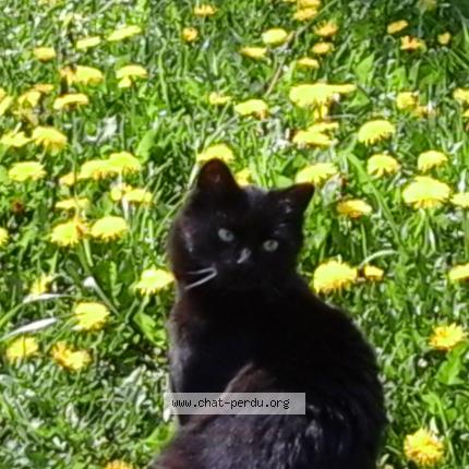 Foto 1/2 Indi Chat perdido en Lau balagnas