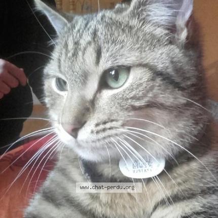 Foto 1/1 Philou Chat perdido en Deville les rouen
