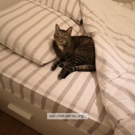 Foto 1/1 Nala Chat perdido en Nantes