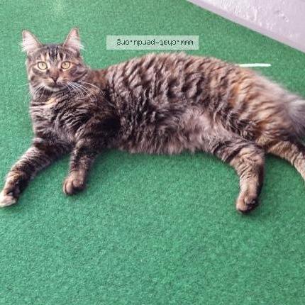 Foto 1/1 Louna Chat perdido en Bouge chambalud