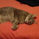 Foto del gato perdido en Le Rheu