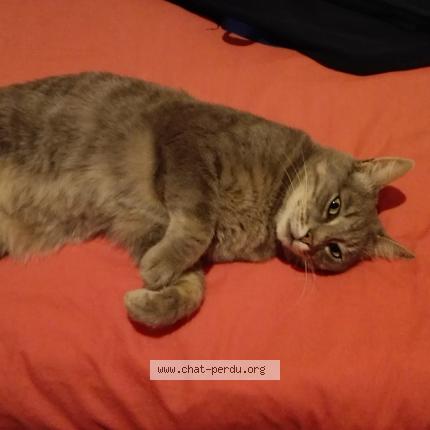 Foto 1/1 Gato encontrado Perdido en Le rheu