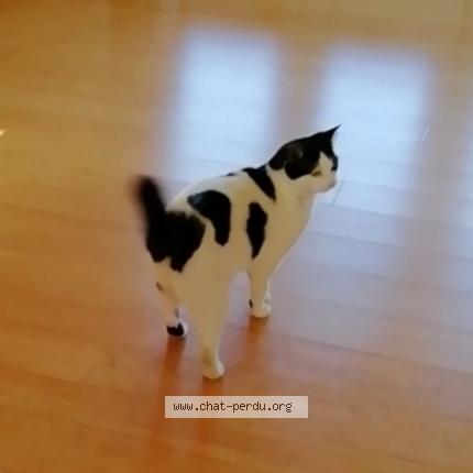 Foto 1/1 Babalidou Chat perdido en Valflaunes