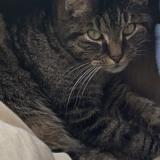 Foto del gato perdido en Maulette