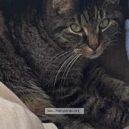 Foto 1/1 PEPITE Chat perdido en Maulette