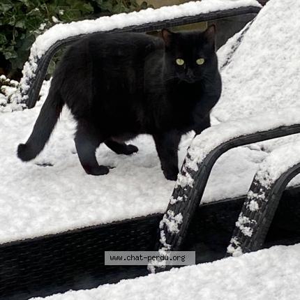 Foto 1/1 WANI Chat perdido en Bavent