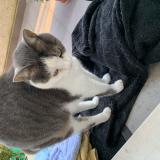 Foto del gato perdido en Chevreuse