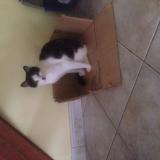 Foto del gato perdido en Marcille Raoul