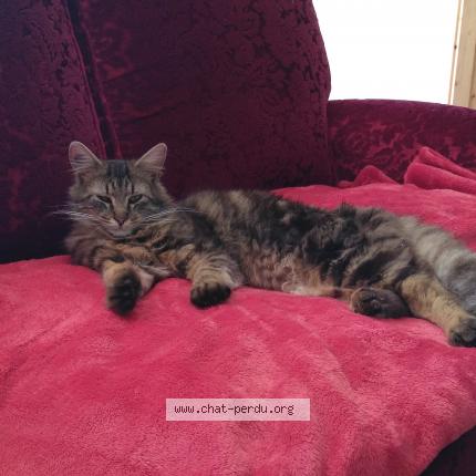 Foto 1/1 Chabada Chat perdido en La courneuve