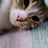 Foto del gato perdido en St Hilaire St Mesmin