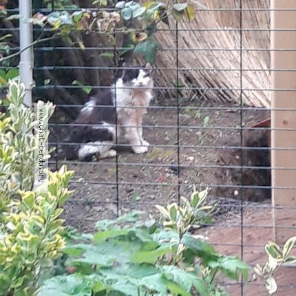 Foto 1/1 GARGAMEL Chat perdido en Seyssins