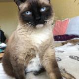 Foto del gato perdido en Rennes