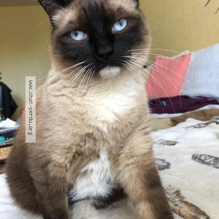 Foto 1/1 Njuskica Chat perdido en Rennes