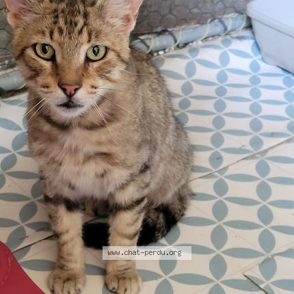 Foto 1/1 MARIO Chat perdido en Chateau gombert