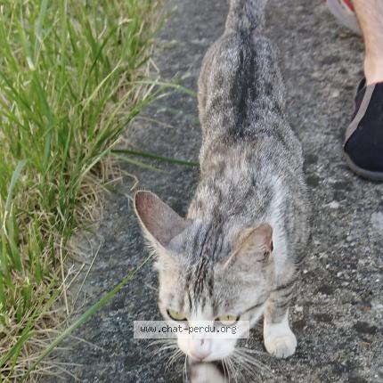 Foto 1/1 Gato encontrado Encontrado en Argenteuil