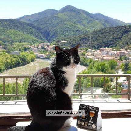 Foto 1/1 Félix Chat perdido en Amelie les bains palalda