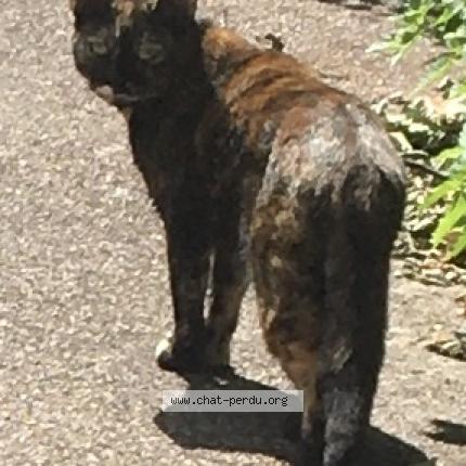 Foto 1/1 Isis Chat perdido en La plaine saint denis