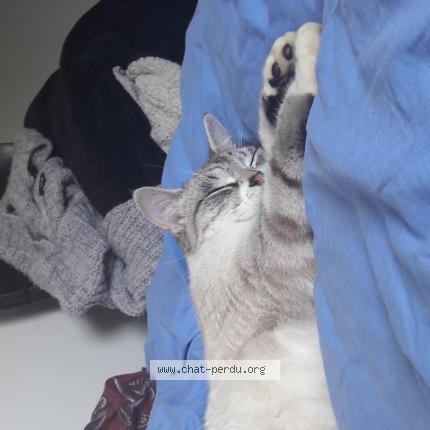 Foto 1/1 Isis Chat perdido en Bourg des comptes