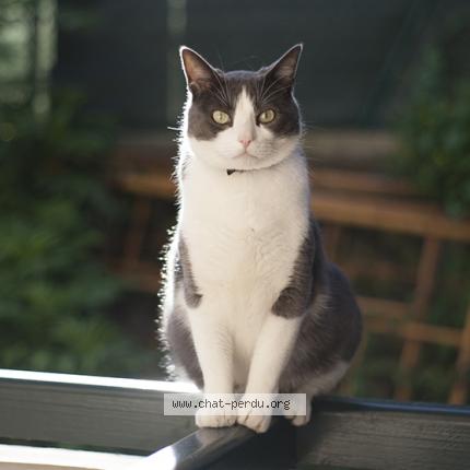 Foto 1/1 Tonno Chat perdido en Guethary