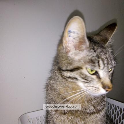 Foto 1/1 TARZANE Chat perdido en Tassin la demi lune