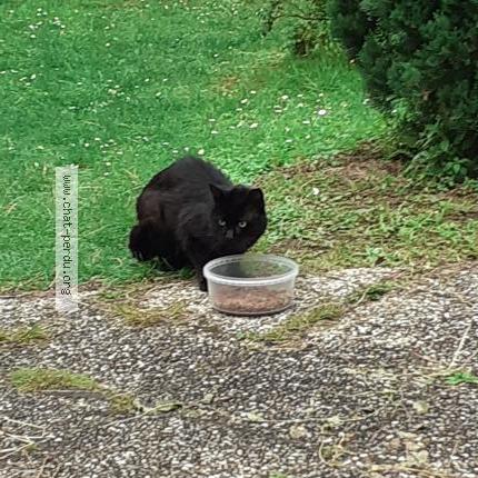 Foto 1/1 Gato encontrado Encontrado en Paris