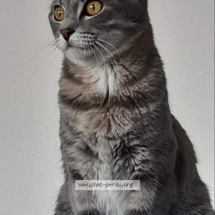 Foto 1/1 Mia Chat perdido en Langon