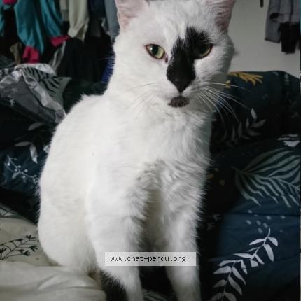 Foto 1/1 Bailey Chat perdido en Bruz