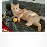 Foto del gato perdido en Saint Melaine Sur Aubance