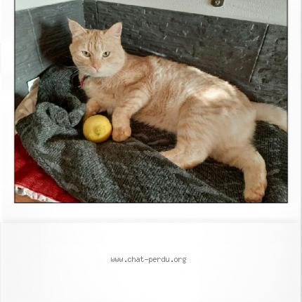 Foto 1/1 Olwen Chat perdido en Saint melaine sur aubance