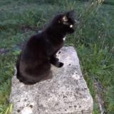 Foto del gato perdido en Champvans Les Moulins