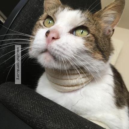 Foto 1/1 Gato encontrado Encontrado en Noisy le roi