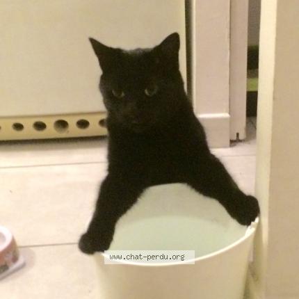 Foto 1/1 Dora Chat perdido en Briscous