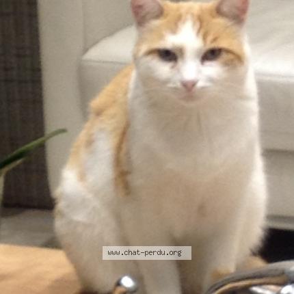 Foto 1/1 Maff Chat perdido en La roche de glun