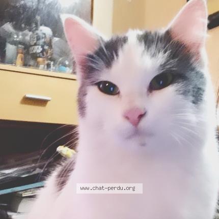 Foto 1/1 Eclipse Chat perdido en Cambronne les clermont