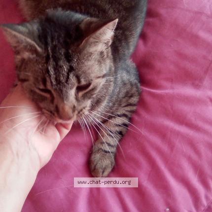 Foto 1/1 minone Chat perdido en Sebazac concoures