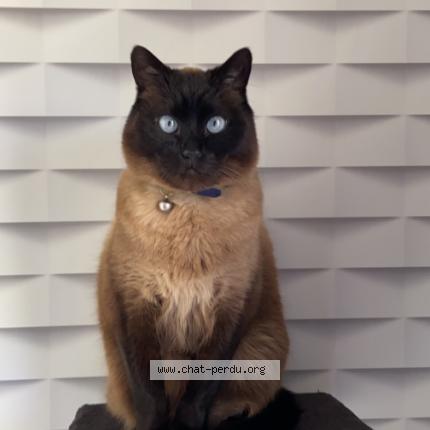 Foto 1/1 Litchy Chat perdido en Houplin ancoisne