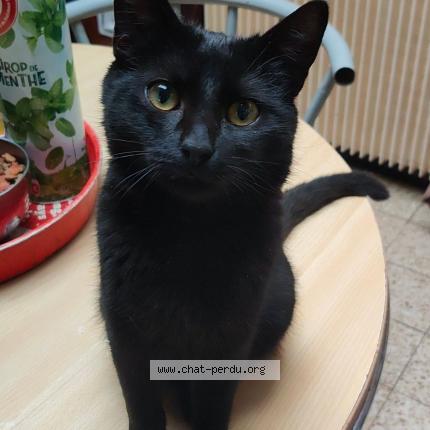 Foto 1/1 Django Chat perdido en Tourcoing