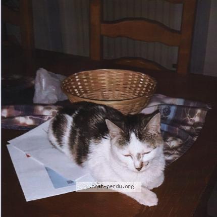 Foto 1/1 Esp&eacute;rance Chat perdido en Saint chamond