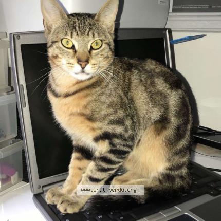 Foto 1/1 Titus Chat perdido en Igny